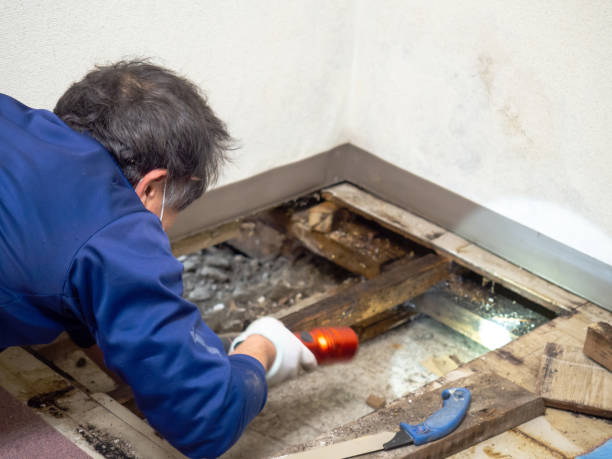 Trusted Allison Park, PA Mold Removal Experts