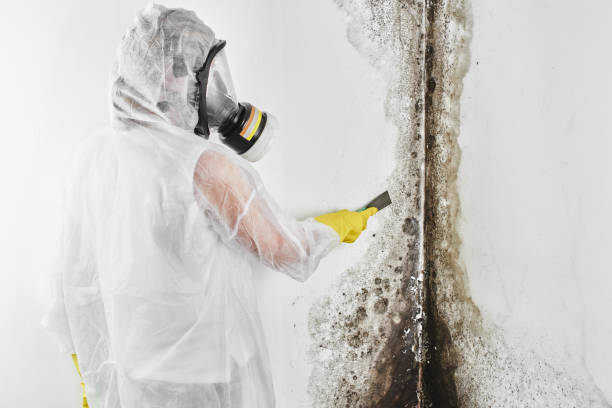 Best Mold Remediation  in Allison Rk, PA