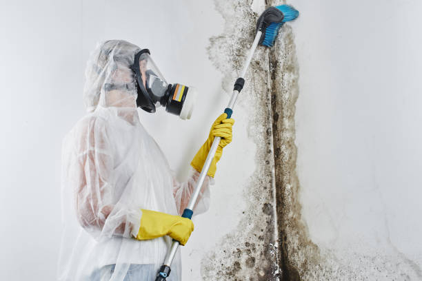 Best Certified Mold Removal  in Allison Rk, PA