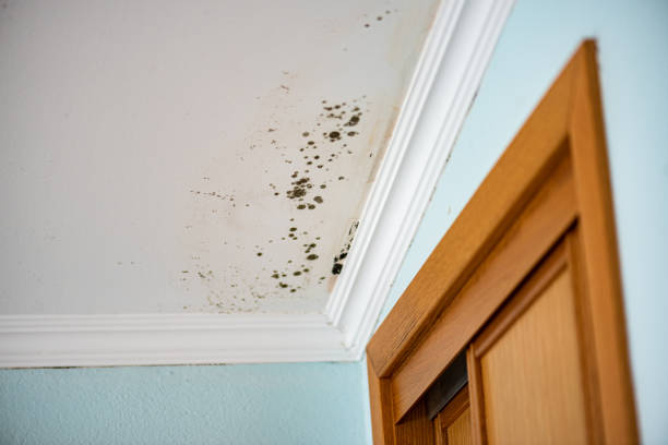 Best Crawl Space Mold Removal  in Allison Rk, PA