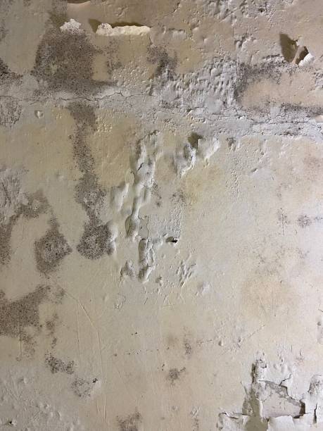 Best Office Mold Removal Services  in Allison Rk, PA